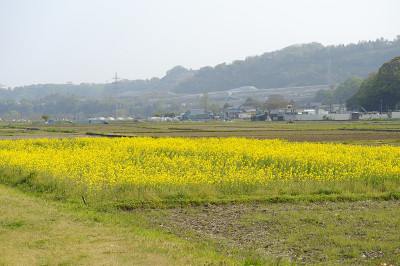 的花