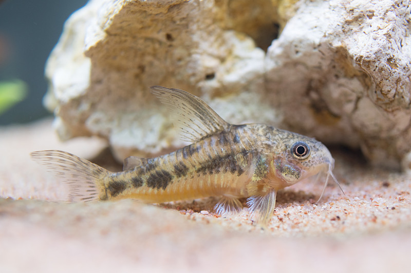 鸬鹚在水族馆里游泳