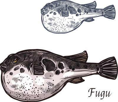 河豚鱼素描日本河豚鱼