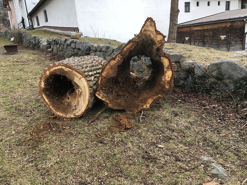 在奥地利施瓦兹泰洛尔的一条大街上，倒下的死栗树