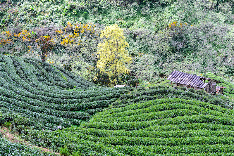 梯田茶园和农舍在Doi Ang Khang在清迈，泰国。