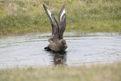 伟大的头骨，Bonxie, Hermaness, Unst, Shetland Islands，英国