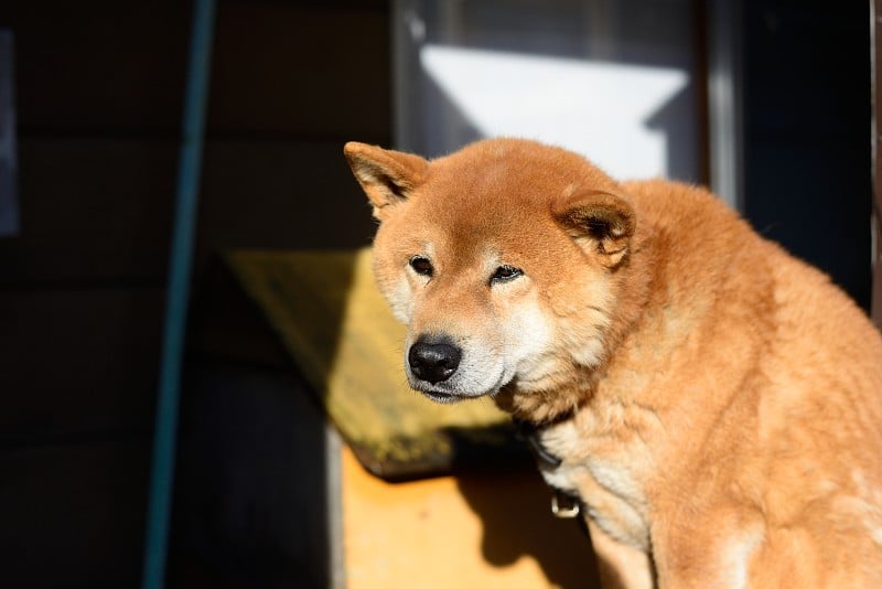 Shiba狗