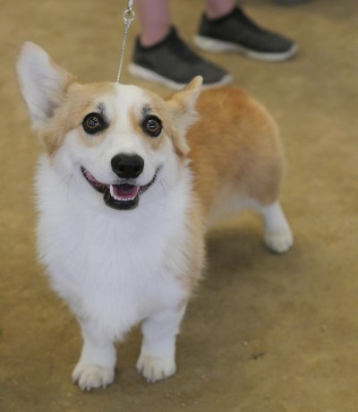 彭布罗克威尔士科基犬