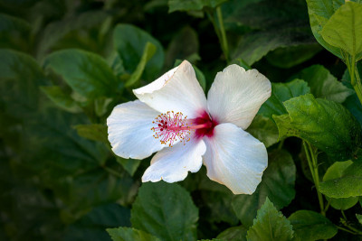 白色的芙蓉花，花的中心是红色的