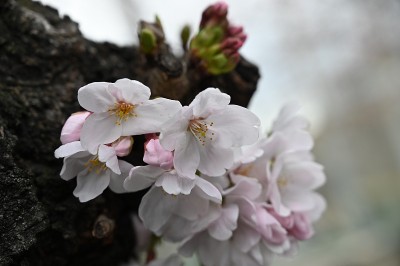 asiya的春花