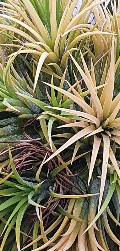 肉质植物