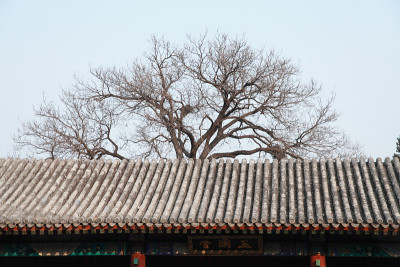 屋顶紫禁城，北京，中国。
