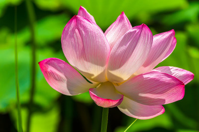 莲花