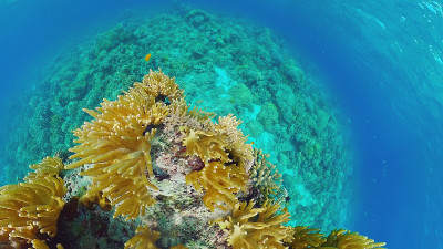珊瑚礁的水下世界。Panglao、菲律宾