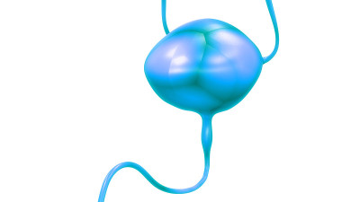 人体泌尿系统及膀胱解剖学