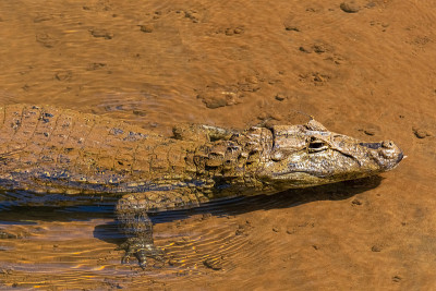 凯门鳄(caiman Yacare)在伊瓜苏河下游瀑布在阿根廷和巴西边境