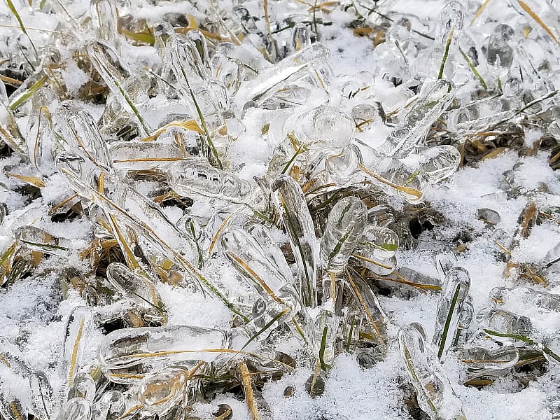 清晰的冰层和草叶上的雪