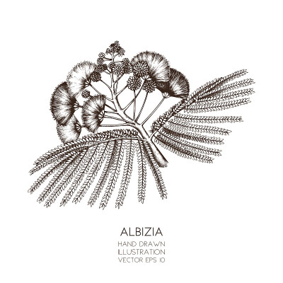 albicia树设计