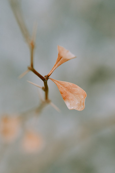 伏牛花