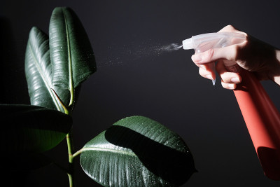 这是一个女园丁用红色喷雾器在一棵无花果花上喷水的特写，背景是黑色，水滴落在叶子上
