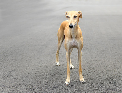 雌性西班牙加尔戈犬