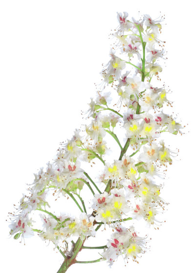 带花栗枝