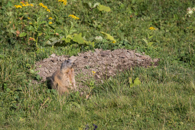 高山旱獭 (Marmota marmota)