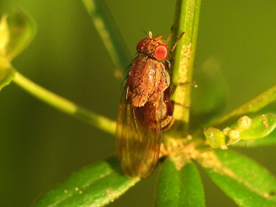 红色fly-insect
