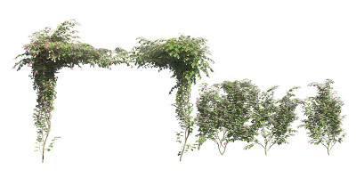 攀缘植物爬行者隔离在白色背景3d插图