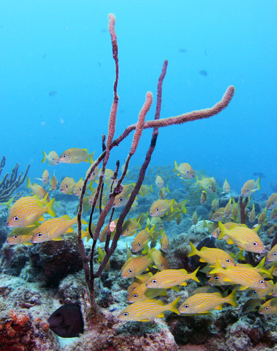 加勒比Underwater6