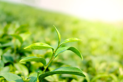 以泰国清莱Mae Chan的秋芳茶园为背景，特写新鲜的绿茶叶子和嫩芽。