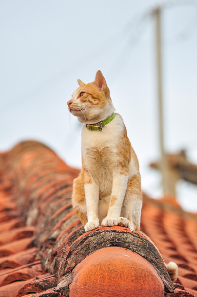猫