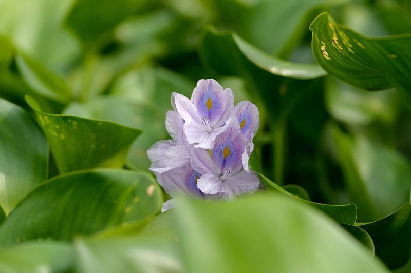 水葫芦