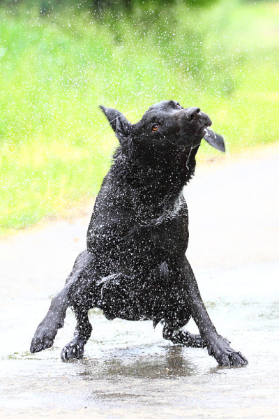 拉布拉多寻回犬