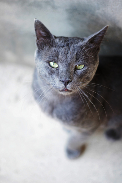 猫