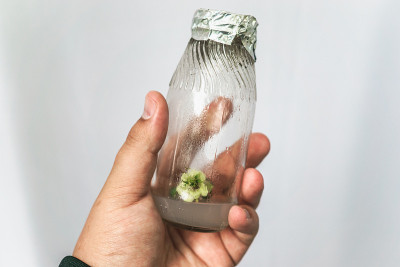 研究人员手持玻璃烧瓶，在营养培养基中培养克隆植物