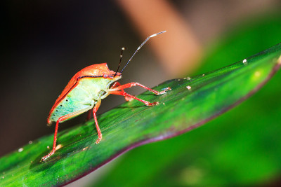 Shieldbug Masoala一边