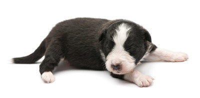 澳洲牧羊犬幼犬，16天大，躺在白色的背景下