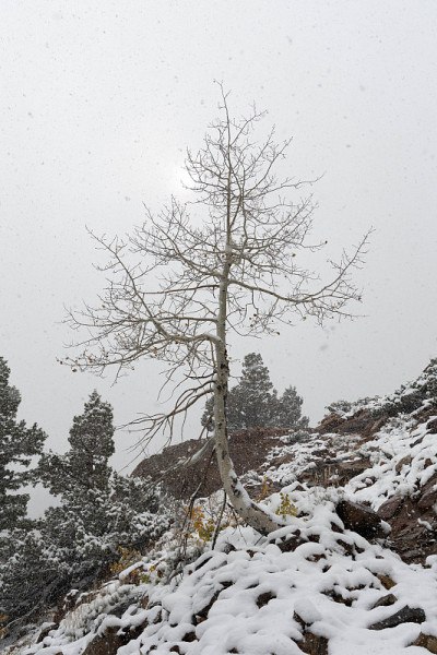 在暴风雪中被孤立的树