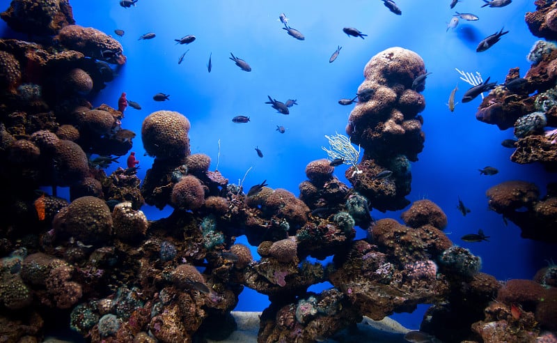 珊瑚礁水族馆