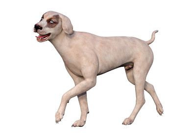 3D插图杂交狗在白色