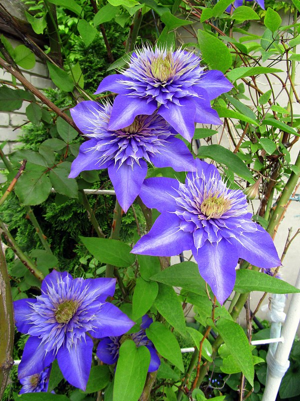 星花