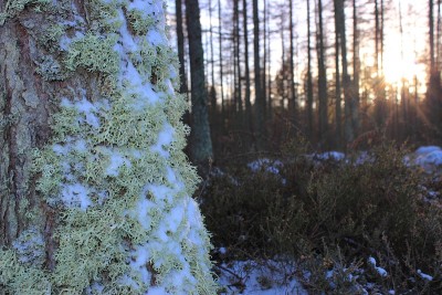 被地衣和雪部分覆盖的树