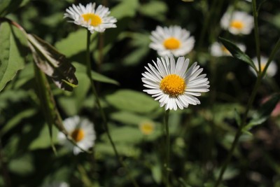 “墨西哥Fleabane”花——Erigeron Karvinskianus