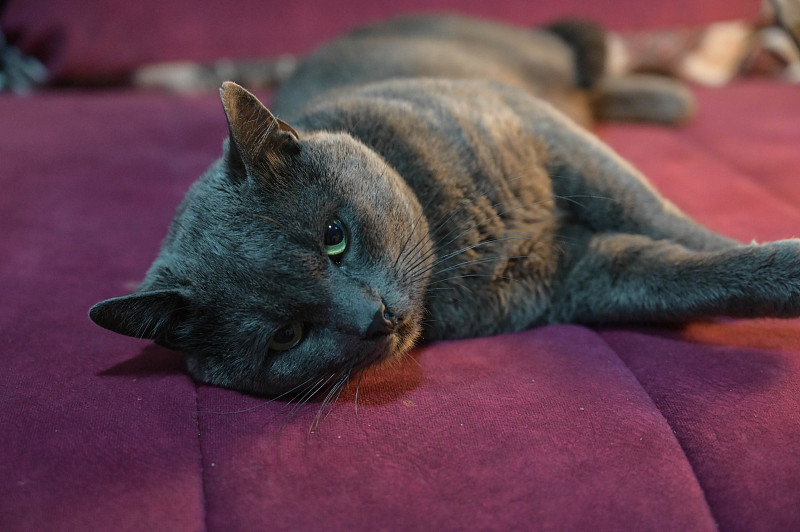 猫