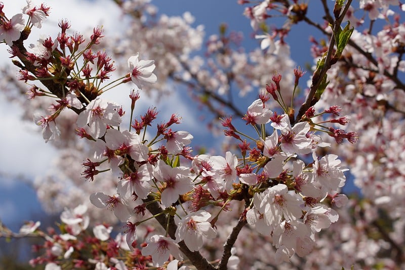 日本能登半岛的樱花盛开