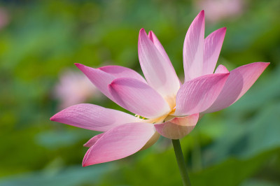 莲花