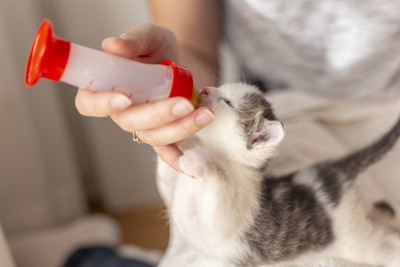 妇女用奶瓶喂小猫