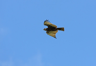非洲Hawk-eagle