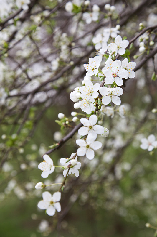 一棵开满了花的梅花树枝