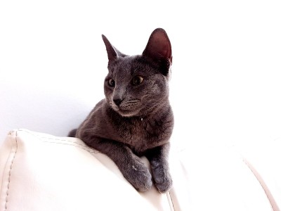 查特鲁小猫