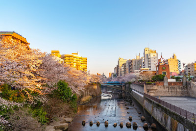 日本东京目黑河的樱花盛开季节