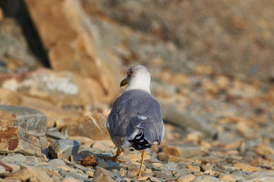 欧洲银鸥(Larus argentatus)走在岩石海滩上，用半只眼睛往回看。