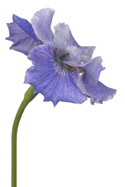 花孤立